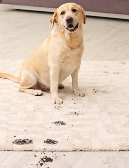 mud stain on rug by dog | Tish flooring
