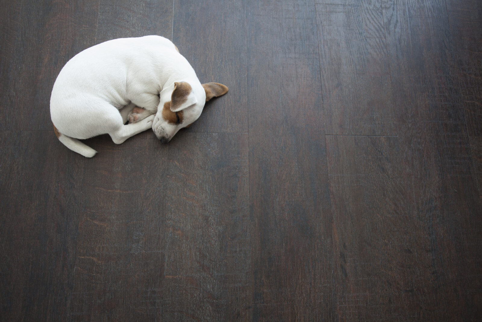 Protect Your Hardwood Floors From Pets, Dog Hardwood Floor Protection